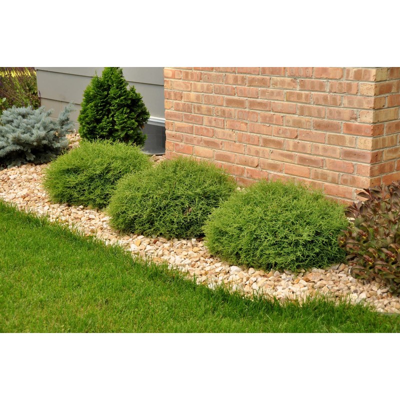 2 Mr Bowling Ball Arborvitae 12-18" Tall - Gallon Pots