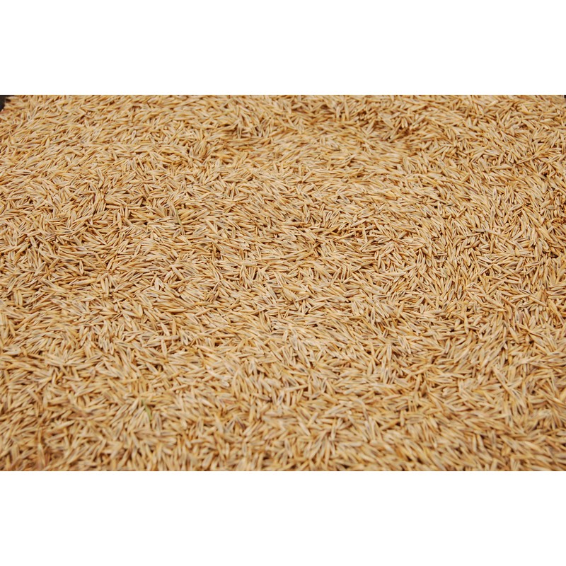 Creeping Red Fine Fescue Seed by Eretz (5lb) - Choose