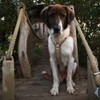 Anny·x Fun Dog Harness, Adjustable, Snowball Colour, Sizes XXS to