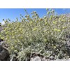 Greek Infusion Herbs the Mountain Tea (Sideritis Syriaca)50g 1.76 Oz
