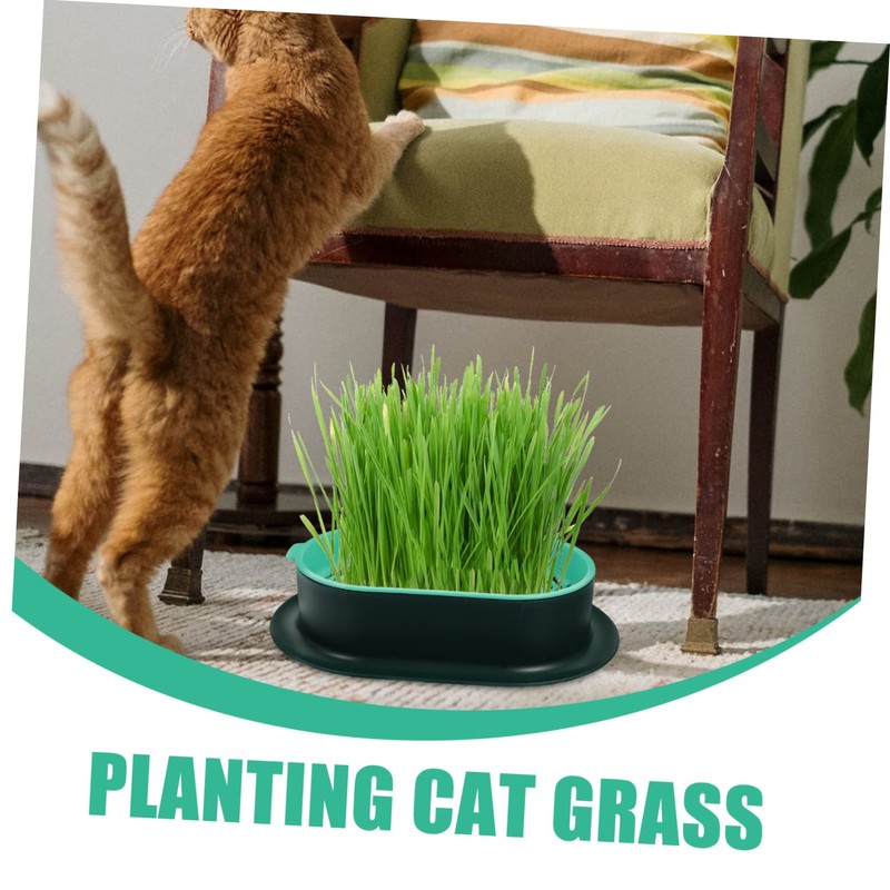 Levemolo 5Pcs Soilless Cat Grass Planter Set Hydroponic Catnip Box