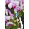 IPPINKA Sustee Aquameter - Bundle of 24 - House Plant