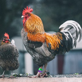 DHER Poultry Foot Rings Chicken Leg Rings Poultry Leg Rings 60 Pieces 16 mm Bayonet Identification Chicken Foot Rings 6 Colours Chicken Foot Rings Poultry Foot Rings Marking Chicken Clip Rings