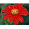 Seeds Bee Blooming Mexican Sunflower Mix - 20 Seeds BOLD