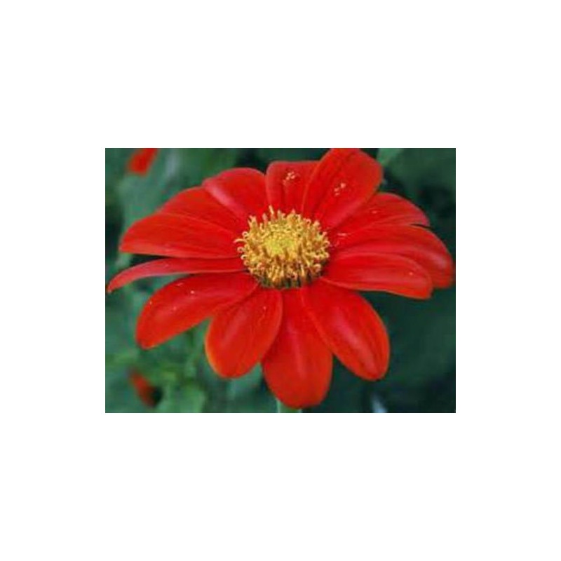 Seeds Bee Blooming Mexican Sunflower Mix - 20 Seeds BOLD