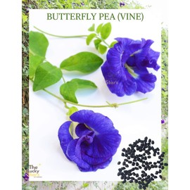 100 Butterfly Pea Flower Seeds - HOA Dau Biec - Blue Butterfly Pea Vine (Clitoria Ternatea) Asian Pigeonwings -Tropical Vine Plant - Edible Flower Seeds