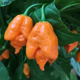 American Seed 100 Orange Carolina Reaper Chili Pepper Seeds World Record Hot Peppers Seed