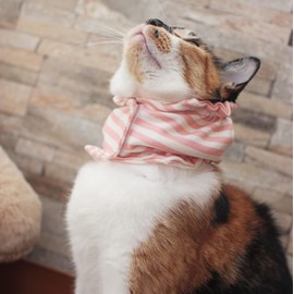 Cat Esophagus Tube Cover (Yellow)