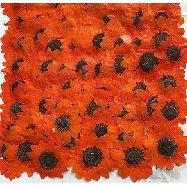 12 pcs Orang Sunflowers Real Natural Dried Pressed Flowers for Resin Scrapbooking DIY Candle Decoration Jewelry Crafts