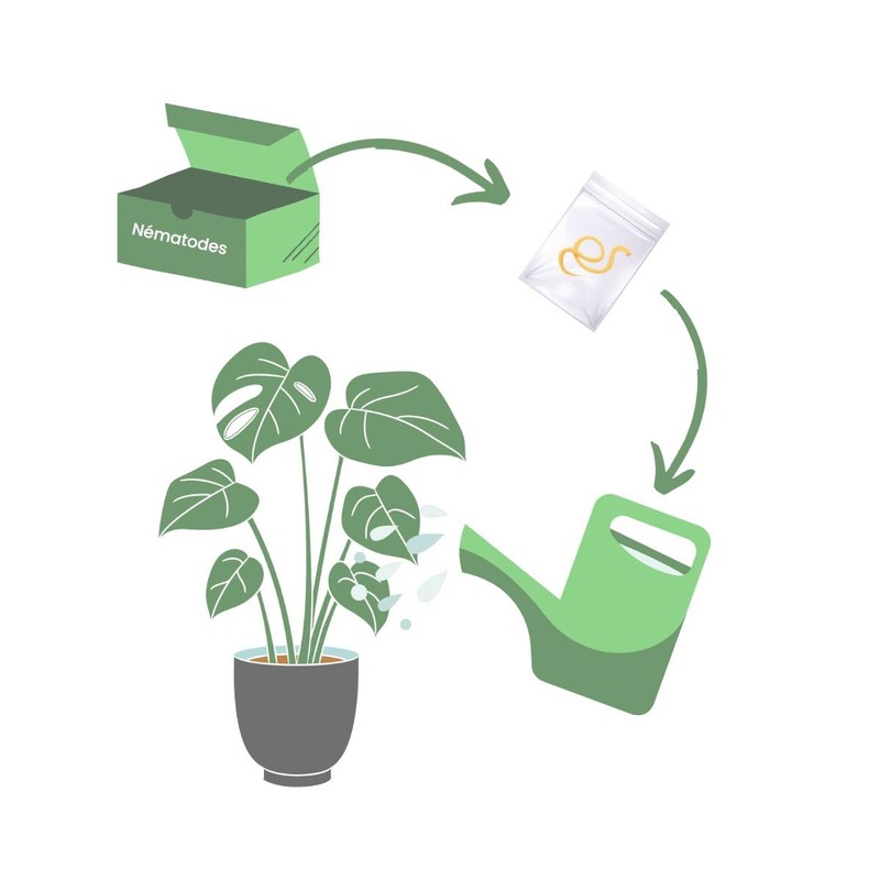 Biotop - Useful nematodes especially for palm trees (50 m)