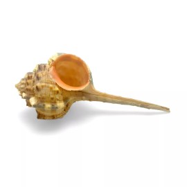 Snipe's Head Murex Sea Shell Murex Haustellum Natural Unique Rare Sea Shell