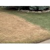 Green Green EcoColorants Ready-To-Use Green Grass Paint Gallon-No Mixing! Comes