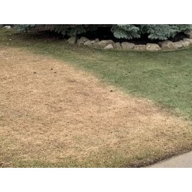 Green Green EcoColorants Ready-To-Use Green Grass Paint Gallon-No Mixing! Comes With Sprayer