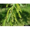 CZ Grain 6 Black Willow Tree Cuttings Beautiful Shade and