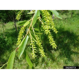 CZ Grain 6 Black Willow Tree Cuttings Beautiful Shade and Privacy Tree