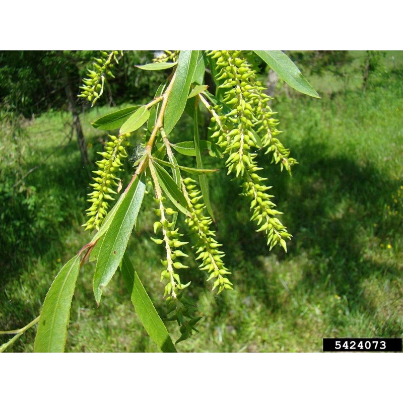 CZ Grain 6 Black Willow Tree Cuttings Beautiful Shade and