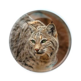 Deluxebase Magnidome - Bobcat. Bobcat Crystal Glass Fridge Magnet for Kids. Superb Domed Shaped Magnets for Home Decorations and Accessories