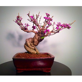 Bonsai Beauty Berry - Callicarpa Americana - 20 Seeds - Non-GMO Seeds, Shipped from Iowa. Made in USA. Fruit Bearing Bonasi