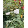 Foothill Gardens 50 Hardy White Hibiscus Seeds - organically grown,