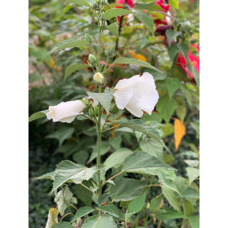Foothill Gardens 50 Hardy White Hibiscus Seeds - organically grown,