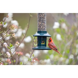 Squirrel Buster Evolution Truly Squirrel-Proof Bird Feeder, Double Cardinal Ring, 1.9-Pound Seed Capacity, Green