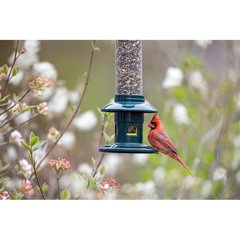 Squirrel Buster Evolution Truly Squirrel-Proof Bird Feeder, Double Cardinal Ring,