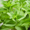 Outsidepride Stevia Sweetleaf Seeds - 100 Pcs. Perennial, Versatile &