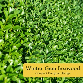6 Winter Gem Boxwood | Live Plants in 2.5-inch Nursery Cubes | Buxus microphylla VAR. Japonica Variety | Drought-Tolerant, Cold-Hardy Evergreen | Easy-Care Hedges and Shrubs for Home and Garden