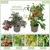 CINKSY 300 PCS Plant Support Clips - Reusable Tomato Clips