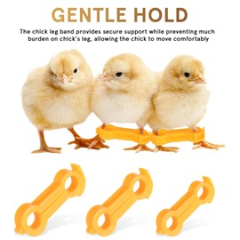 IMIKEYA Pack of 12 Chick Leg Braces Spreader Legs Humpel Bandage for Newborns Birds Chicks Bouncy Rubber Clip Chicken Leg Support Band Alignment Clip in Three Sizes