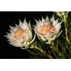 Protea Serruria florida seeds (Blushing Bride) RARE high quality source