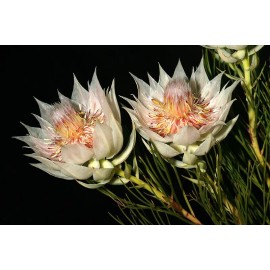 Protea Serruria florida seeds (Blushing Bride) RARE high quality source (5 seeds)