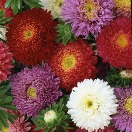 Callistephus chinensis (Aster, China 'Crego Mix') Flower Seeds, Attractive, Delicate Flowers, Seeds by MySeeds.Co, You Choose The Amount (Trial Packet Size)