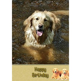 Golden Retriever Birthday Card