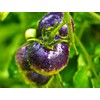 Seeds Blue Tomato 20+ Seeds to Grow Heirloom Dark-Blue Tomato
