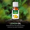Salvia Lemon Oil (Citrus limonum) Essential Oil by Salvia (100ml)