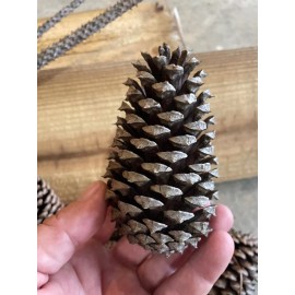 Handmade 20 Alabama Pine Cones Assorted sizes Holiday Decorating Crafting 3” -  4” Long