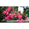 Oleander Calypso Nerium | 1 Extra Large 3 Gallon Plant