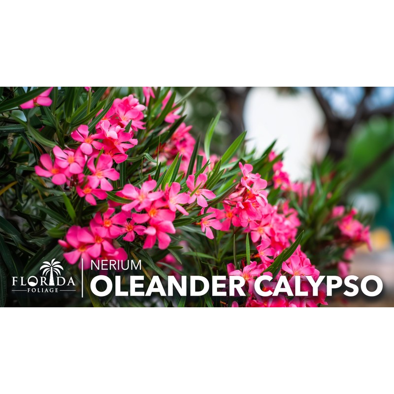 Oleander Calypso Nerium | 1 Extra Large 3 Gallon Plant