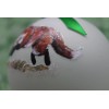 W010 Hand-made Christmas Ornament - cute running red FOX