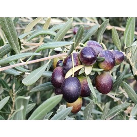Trust in God forms OLIVE TREE SEEDS GREEK - OLEA EUROPAEA 2023 HARVEST