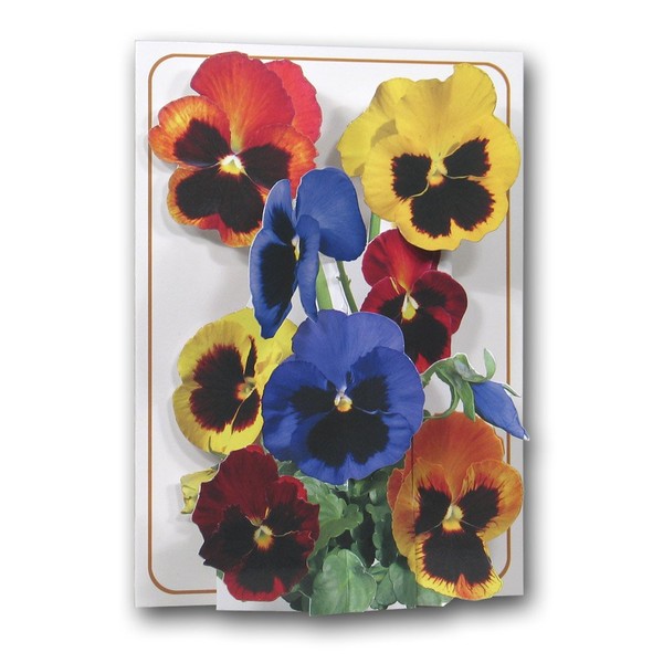 The Pictoria Press Pansies - a 3D Pop Up Greeting
