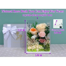 Valley of Rain & Forest Long-Lasting Real Flowers, Handcrafted Preserved Rose Bush For you to Send Love for All Occasions, Floral Arrangement for Indoor Decoration (Yellow Champagne Rose)