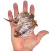 AirFly Real Dried Squid Bait for Crab Snares & Traps,