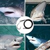 Fishing Shark Rig,2pcs Surf Fishing Leader Rigs with Tuna Shark