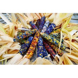 FUN AND GROW SEEDS: Seeds Flint Corn Mix Non GMO Heirloom