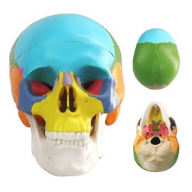 Merinden Mini Painted Human Skull Model, Half Size Replica Medical Anatomy Human Sull Model with Removable Skull Cap and Articulated Mandible, Full Set of Teeth, 3-Part Didactic Skull Anatomical Model
