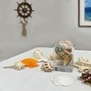 VESDORAIX 24 Kinds of Large Natural Seashells,1.2''-4.8'' 24PCS Large Seashells
