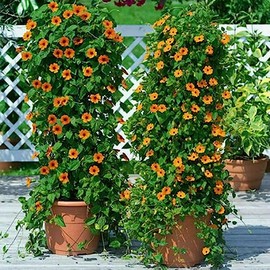 1oz Black Eyed Susan Vine Seeds Thunbergia Alata Flower (Approx 1000 Seeds) (These are NOT Plants - Read!!!!)