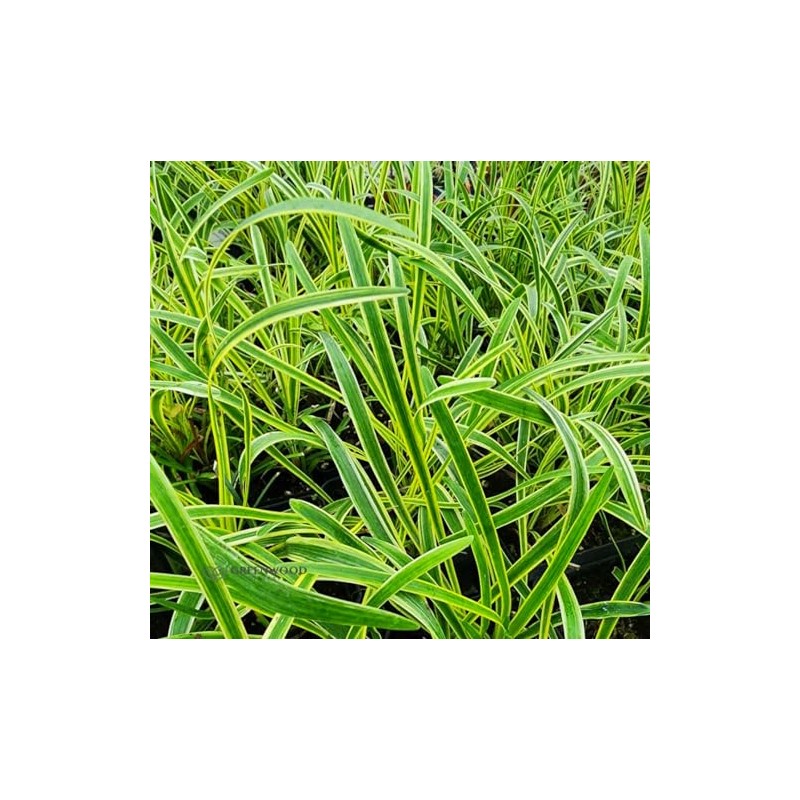 Variegated Liriope Live Plant in a #1 Container Pack of